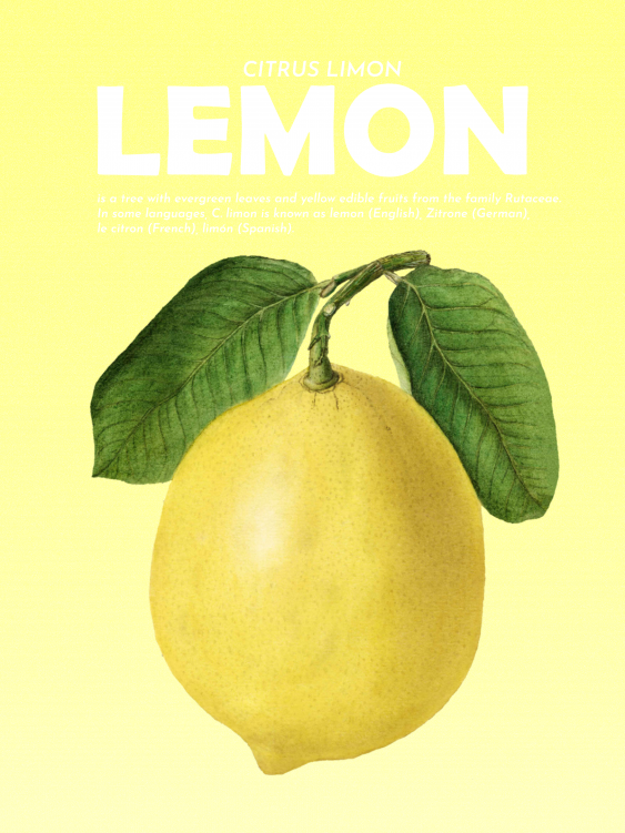 Plakát, Ovoce - Citron, 21x30
