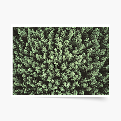 Plakát, Las: Lesy, 40x30