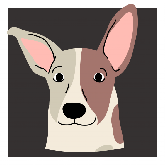 Plakát, Psi: Jack Russell, 30x30