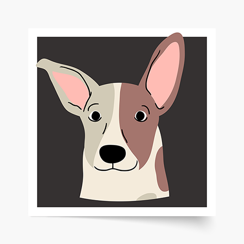Plakát, Psi: Jack Russell, 30x30