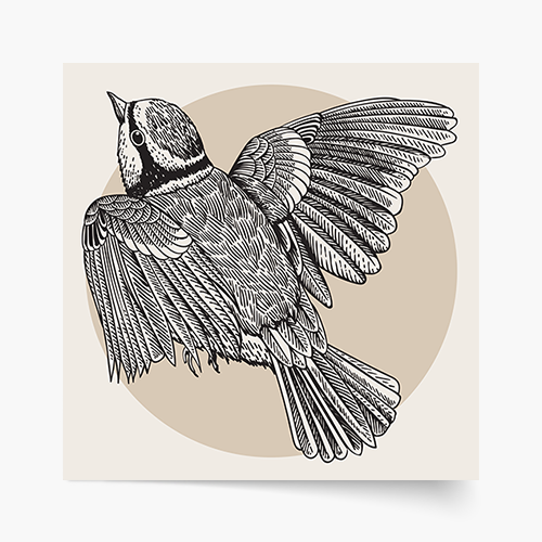 Plakát, Ptáci: Ptáček 2, 30x30