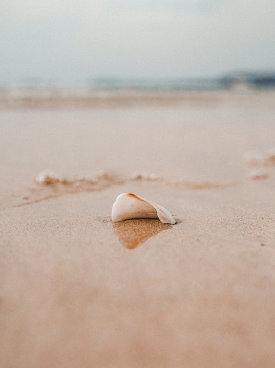Plakát, Moře: Shell, 30x40